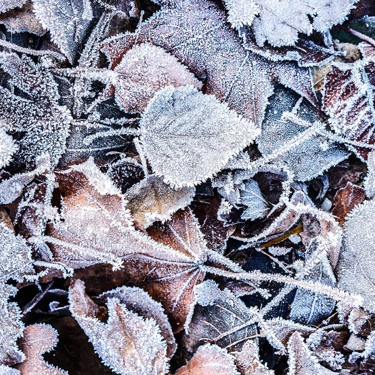 Macchine da giardinaggio tagliandino invernale - GPF Casonato